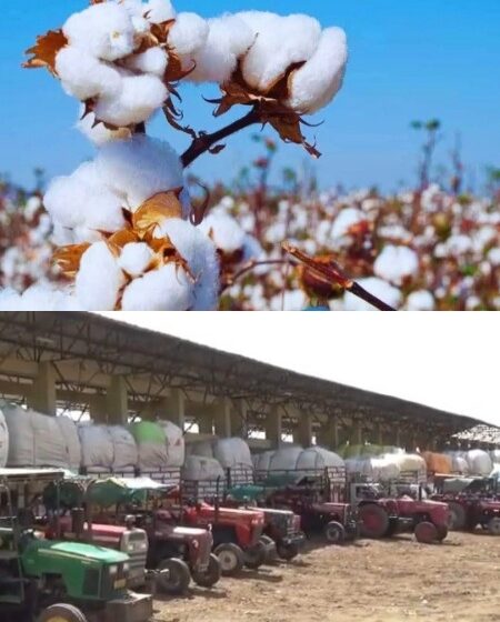  अकोट कृषी उत्पन्न बाजार समितीत कपाशीला 8 हजारापर्यंत दर