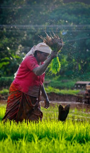 agro, farmer, plat, paryavarn