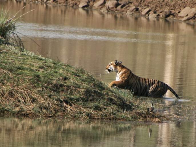 वाढत्या तापमानामुळे ताडोबा-अंधारी व्याघ्र प्रकल्पाच्या सफारी वेळांमध्ये बदल