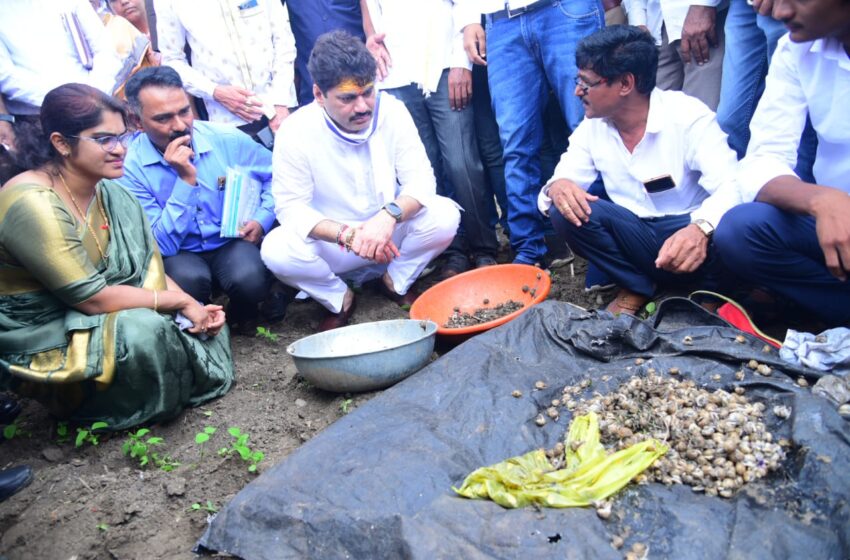  कृषीमंत्री धनंजय मुंडे गोगलगायी साठी पोहोचले बांधावर