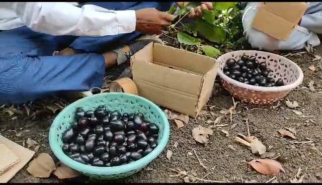  दुष्काळग्रस्त भागात केली जांभूळाची शेती.परिश्रमाला आली गोड फळे…
