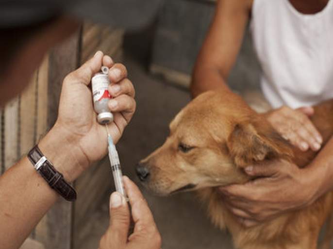  बृहन्मुंबईतील १५ हजार भटक्‍या श्‍वानांचे होणार रेबिज लसीकरण