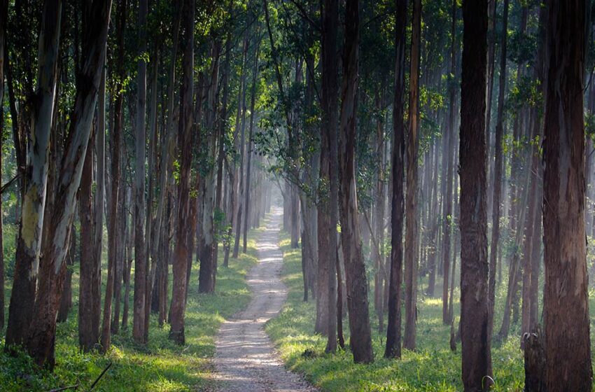  केरळमधील लोकप्रिय पर्यटन स्थळांपैकी एक