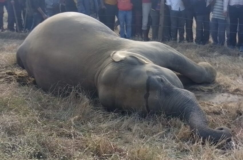  जिवंत विद्युत ताराच्या स्पर्शाने हत्तिणीचा जागीच मृत्यू…