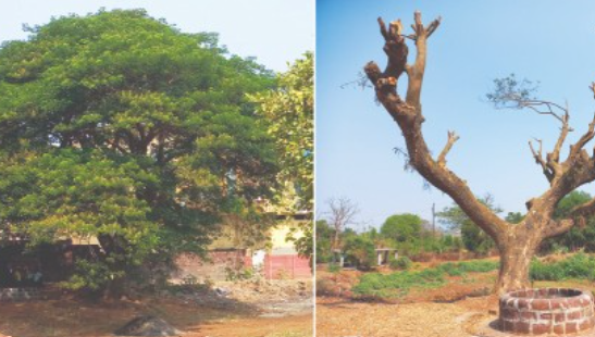  बोर्लीपंचतनमध्ये प्राचीन वृक्षाची कत्तल