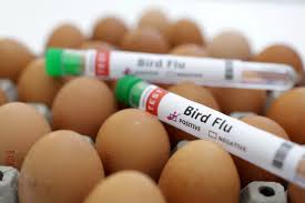  या राज्यात Bird Flu मुळे ३५०० पक्ष्यांचा मृत्यू