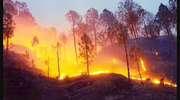  उत्तराखंडमधील जंगलाला भीषण आग