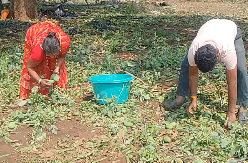  अवकाळी पावसामुळे गावरान आंब्याची पडझड होऊन नुकसान