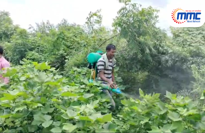  कपाशीसह अनेक पिकांवर विविध प्रकारच्या रोगांचा प्रादुर्भाव.