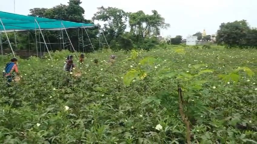  एकात्मिक पद्धतीने शेती करत मरसुळ झाले भाजीपाल्याचे गाव