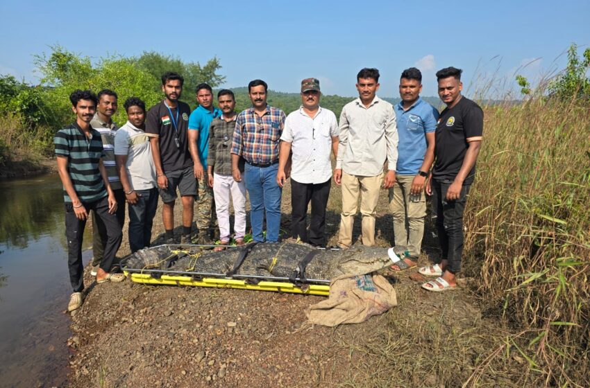  सह्याद्री वन्यजीव रक्षण संस्थेने ओढ्यातील मगरीला दिले जीवदान.