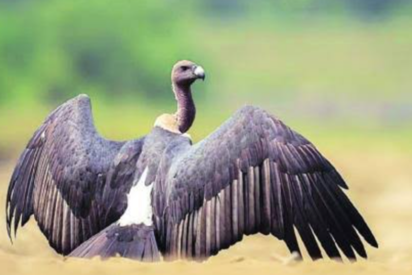  ताडोबा-अंधारी व्याघ्र प्रकल्पातील गिधाडाचा तामिळनाडूपर्यत प्रवास