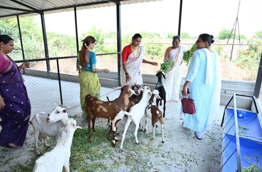  तृतीयपंथी चालविणारे राज्यातील पहिलं शेळीपालन केंद्र चितळी येथे