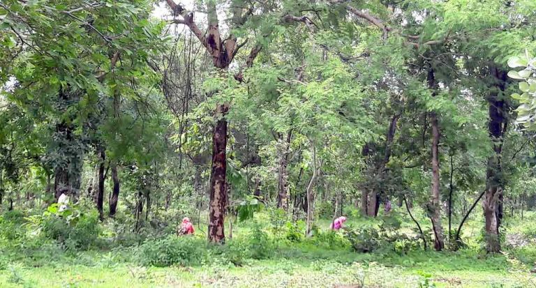  सिंधुदुर्ग जिल्ह्यात साकारतेय ‘फूड फॉरेस्ट’