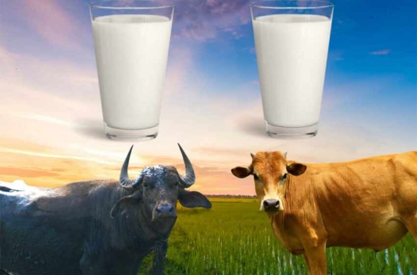  म्हैस आणि गायीच्या दूध दरात झाली दोन रुपयांची वाढ