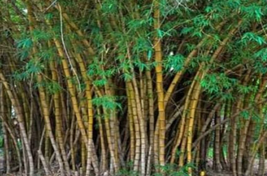  मुंबईच्या ऑक्सिजनची जबाबदारी पालघर जिल्ह्याने स्वीकारली