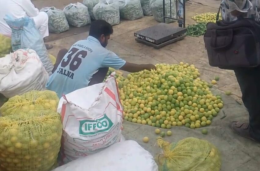 लिंबाच्या दरात मोठी घसरण