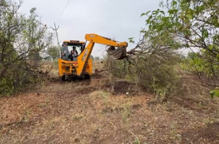  उत्पादन खर्च निघत नसल्याने 400 मोसंबीची झाडं जेसीबीने तोडली.