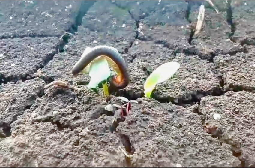 नव्याने पेरलेल्या कपाशी पिकावर वाणू कृमीचे संकट…