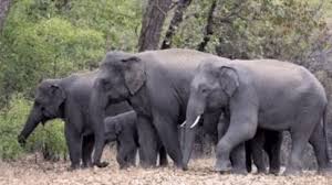  केरळने केंद्र सरकारकडे मागितली वन्यजीवांना मारण्याची परवानगी