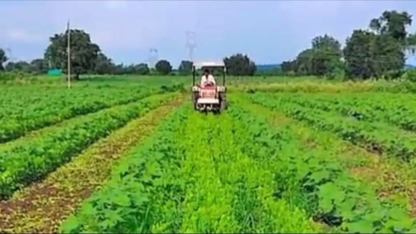  भाव मिळत नसल्याने शेतकऱ्याने कोथिंबीरवर चालवला ट्रॅक्टर…