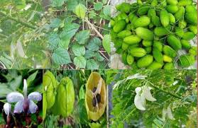  नाशिकमध्ये रानभाजी महोत्सव आणि शेतमाल विक्री केंद्र