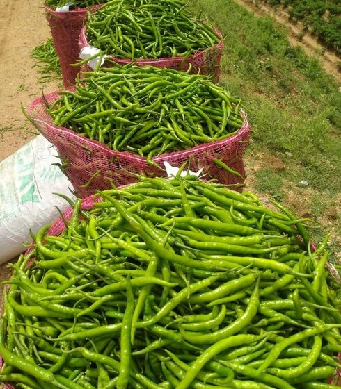  तिखट मिरची झाली गोड , मिळतोय 8 ते 9 हजार रुपये प्रति क्विंटलचा भाव…