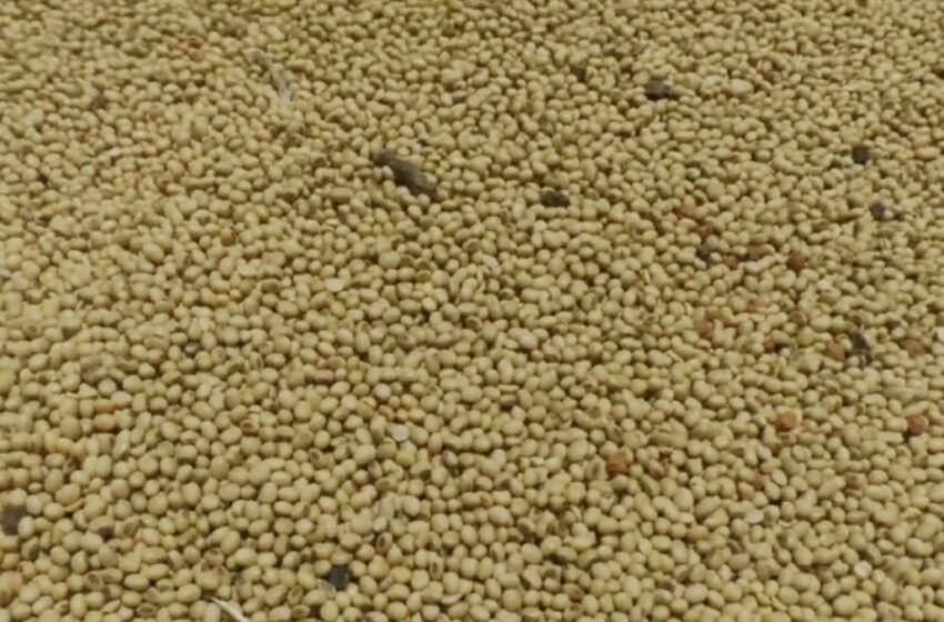 सोयाबीनची उत्पादकता वाढवण्यासाठी कृत्रिम बुद्धिमत्तेचा वापर…