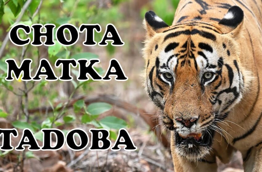  छोटा मटकाचा जगण्यासाठी संघर्ष