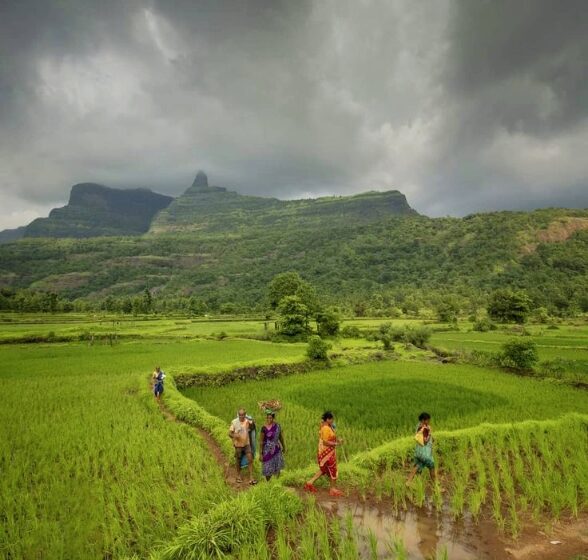  महाराष्ट्रात पावसाचा जोर ओसरला; शेतकऱ्यांना दिलासा