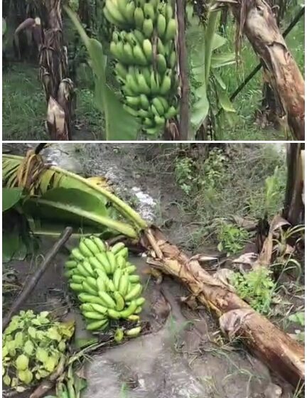  मुसळधार पावसामुळे जालन्याच्या केळी बागेचे मोठे नुकसान….