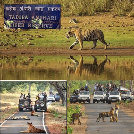  ताडोबा -अंधारी व्याघ्र प्रकल्पात नव्या पर्यटन हंगामाची सुरुवात….