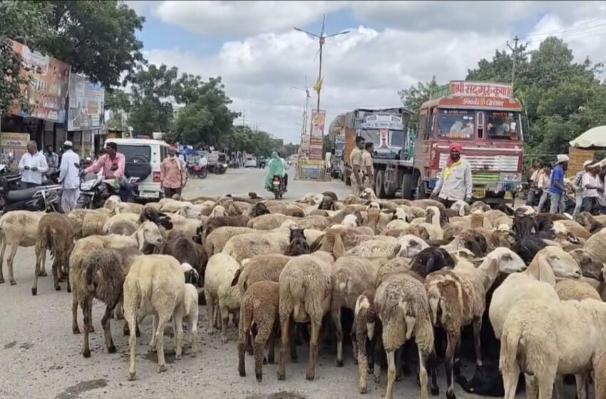  आरक्षणासाठी धनगर बांधवांनी शेळ्या मेंढ्यासह केले रास्ता रोको…
