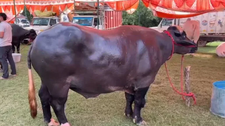  तब्बल 8 कोटींचा रेडा शेतकरी मेळ्यात दाखल