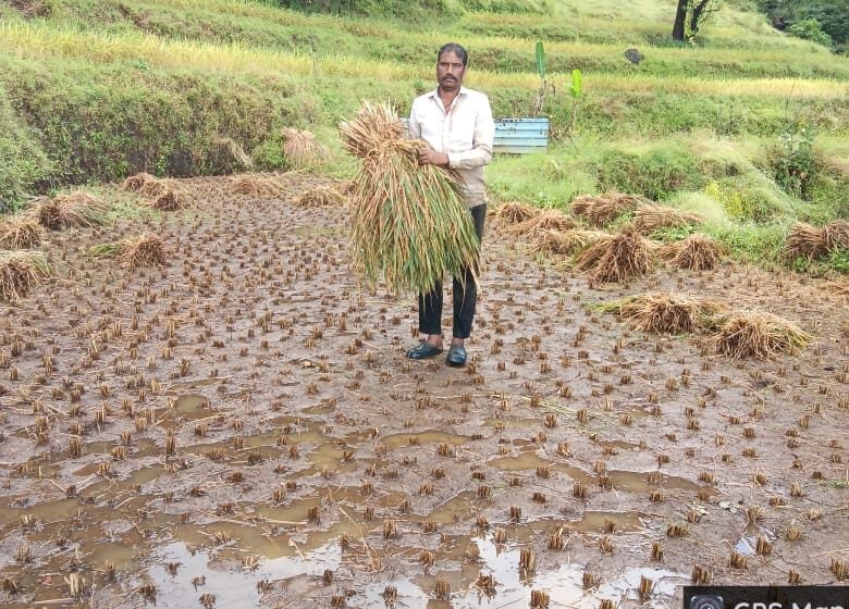 अवकाळी पावसामुळे ९७६ गावातील २ हजार८०७ हेक्टर भात शेतीचे नुकसान!