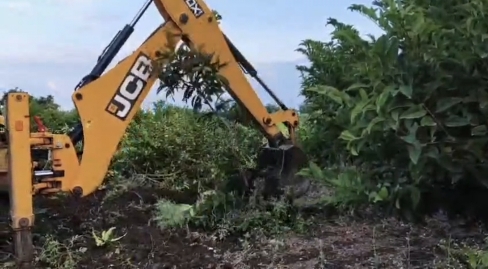  सीताफळांच्या झाडांवर शेतकऱ्याने फिरवला जेसीबी