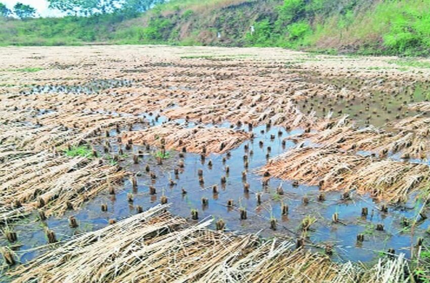  सात एकरांतील पिकाचं नुकसान, शेतकऱ्याच्या पदरी विम्याचे अडीच रुपये