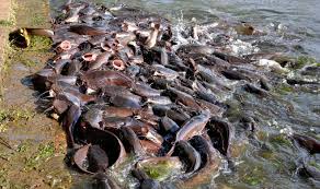  बंदी असलेल्या प्रजातीतील 2.4 टन मासे जप्त