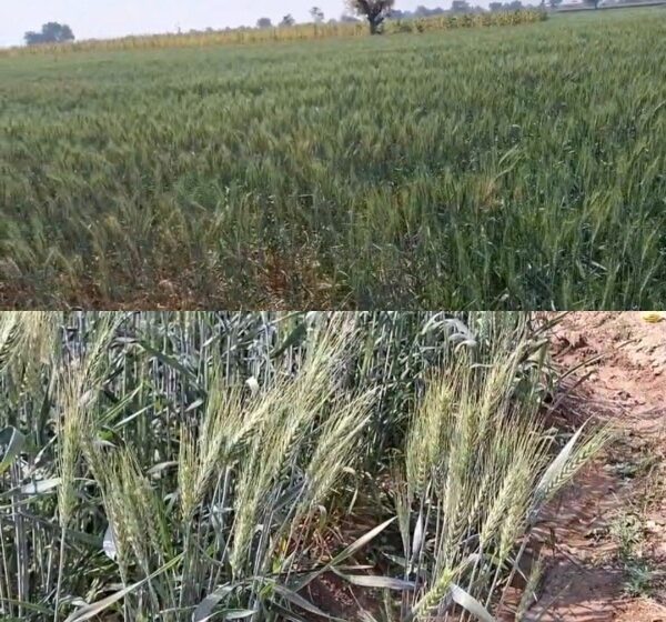  वाढत्या थंडीचा गहू पिकाला फायदा…