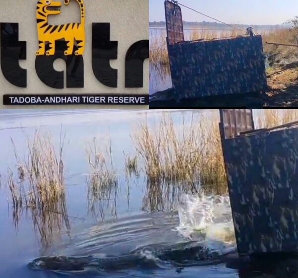  हिंगोलीत पकडलेली मगर ईरई डॅमच्या पाण्यात झाली निसर्गमुक्त