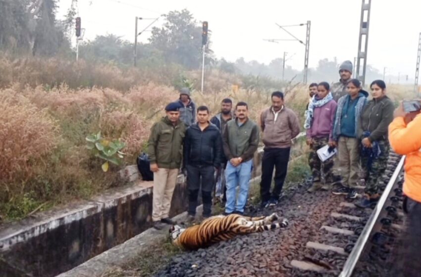  रेल्वे अपघातात वाघिणीचा मृत्यू