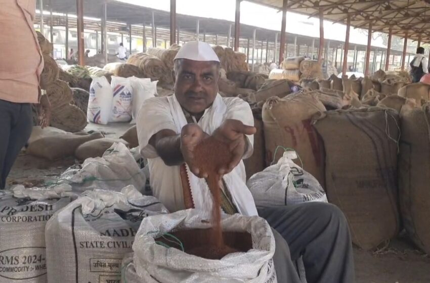  खरीपातील चिया पिकाला मिळाला 21 हजार रुपये भाव.