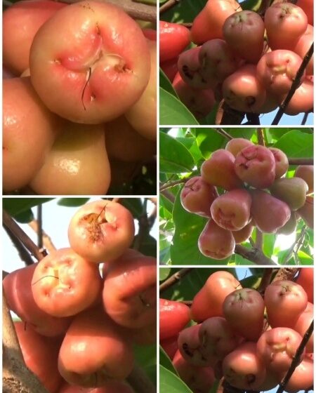  सह्याद्रीतील रानमेवा आता वाशीममध्ये