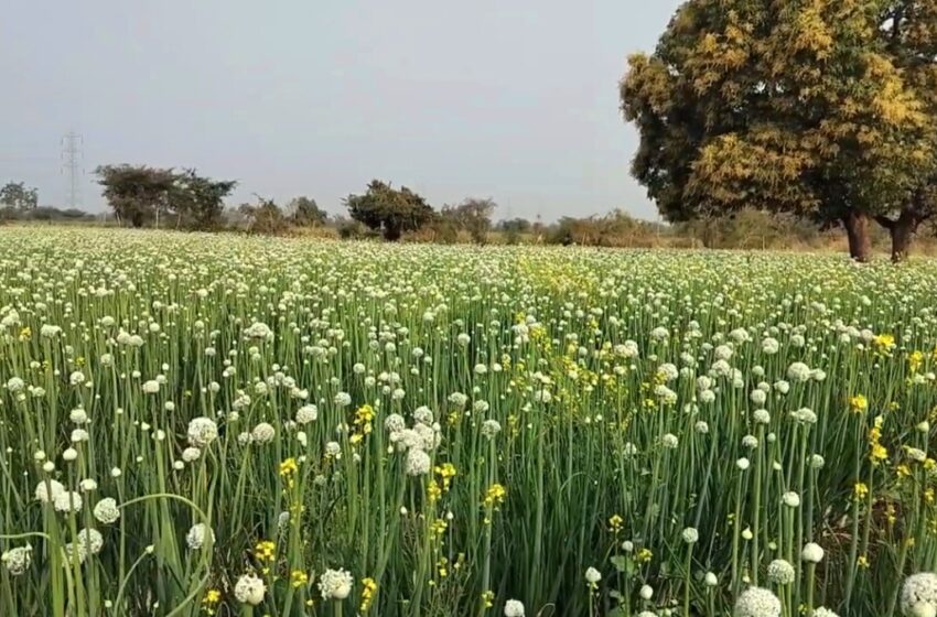  परंपरागत पिकांना बगल देत फुलवली कांदा-लसूण शेती.