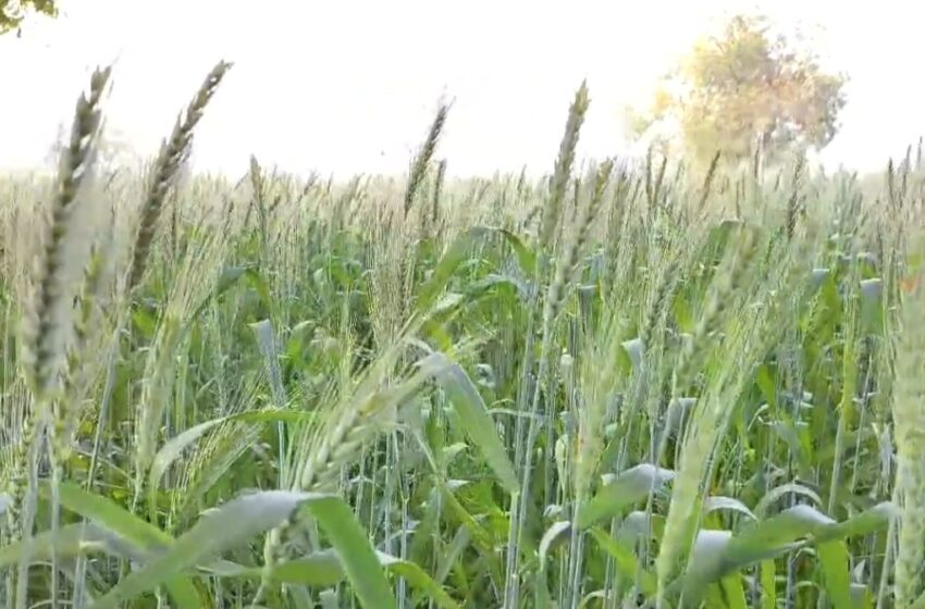  पोषक हवामानामुळे गव्हाचे पीक जोमात बहरले. भरघोस उत्पन्नाची अपेक्षा…