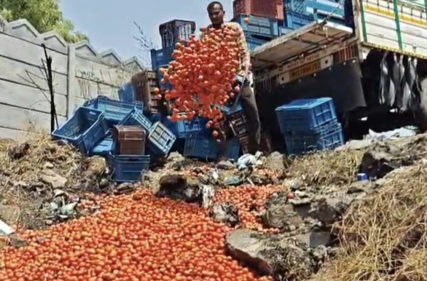  समाधानकारक दर मिळत नसल्याने 25 क्विंटल टोमॅटो रस्त्यावर फेकले…