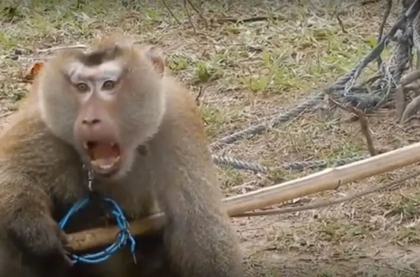  रेस्क्यू ऑपरेशन दरम्यान माकडाऐवजी माणसालाच टोचलं इंजिक्शन