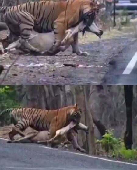  महामार्गावर वाघाच्या शिकारीचा थरार …