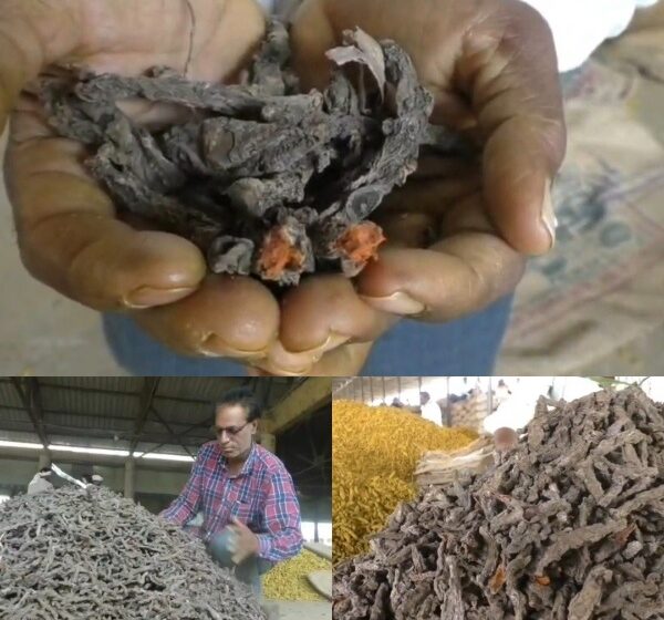  काळ्या हळदीला सोन्याचा भाव! तब्बल २१,१५० उच्चांकी दर