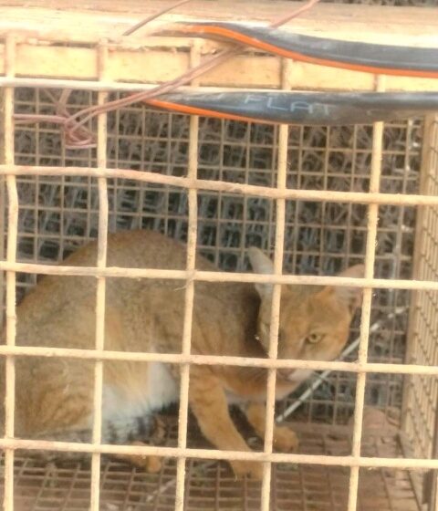  वाघाटी जातीचे दुर्मिळ रानमांजर केले मुक्त….